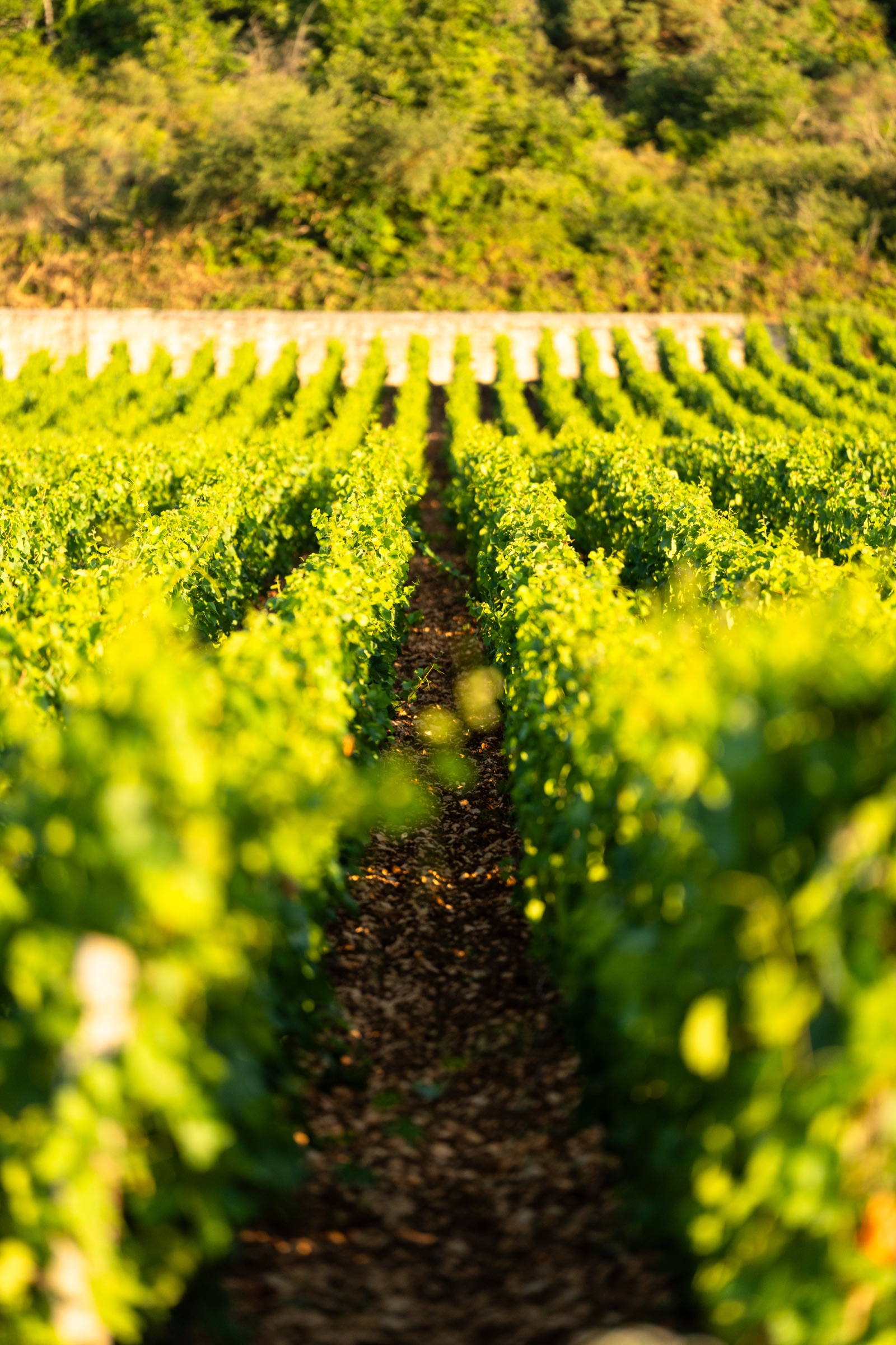 Domaine viticole 2