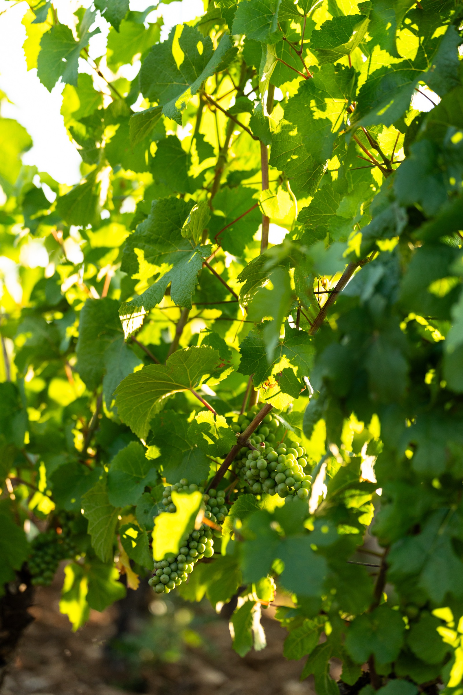 Domaine viticole 3