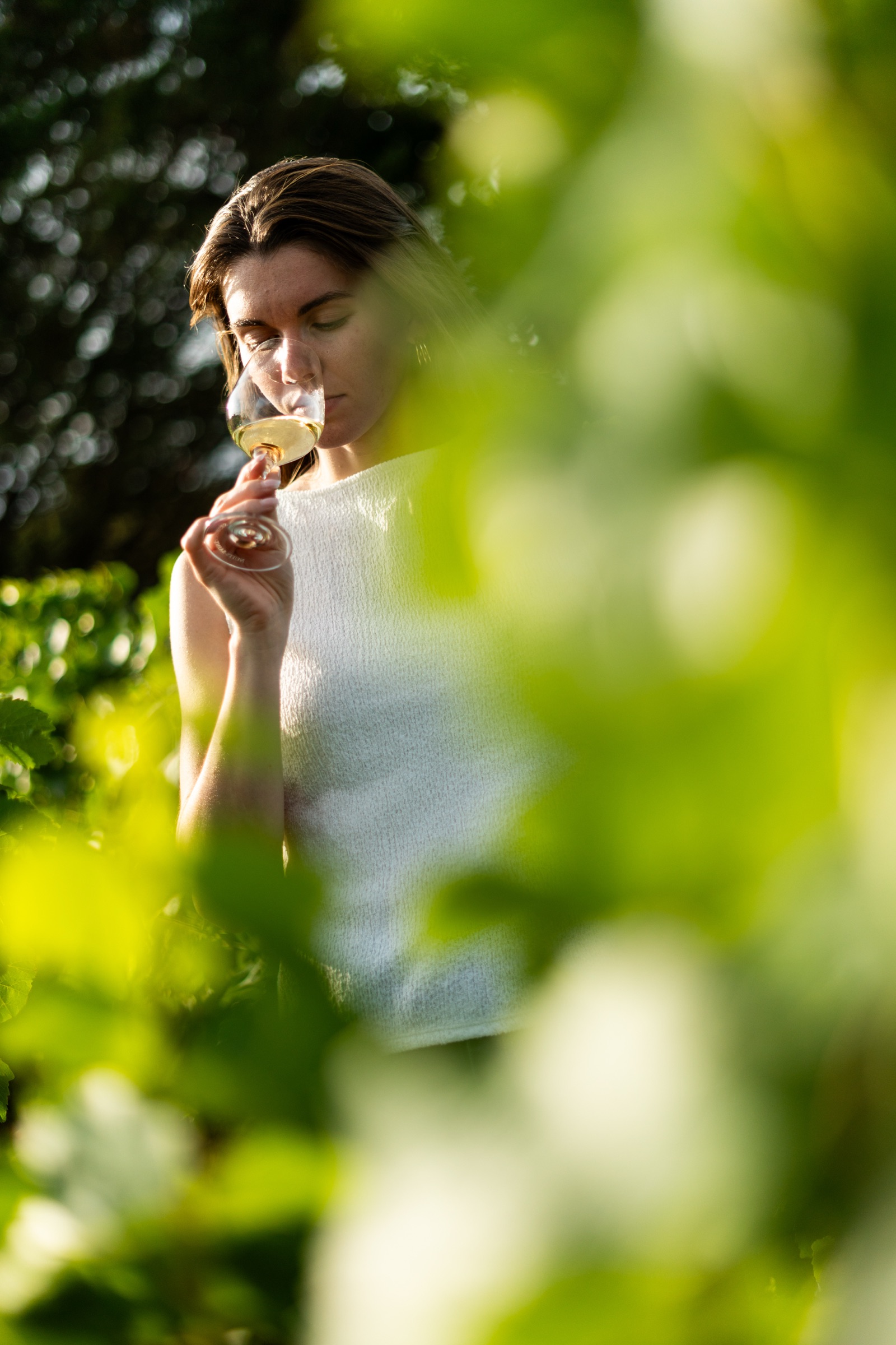 Domaine viticole 4