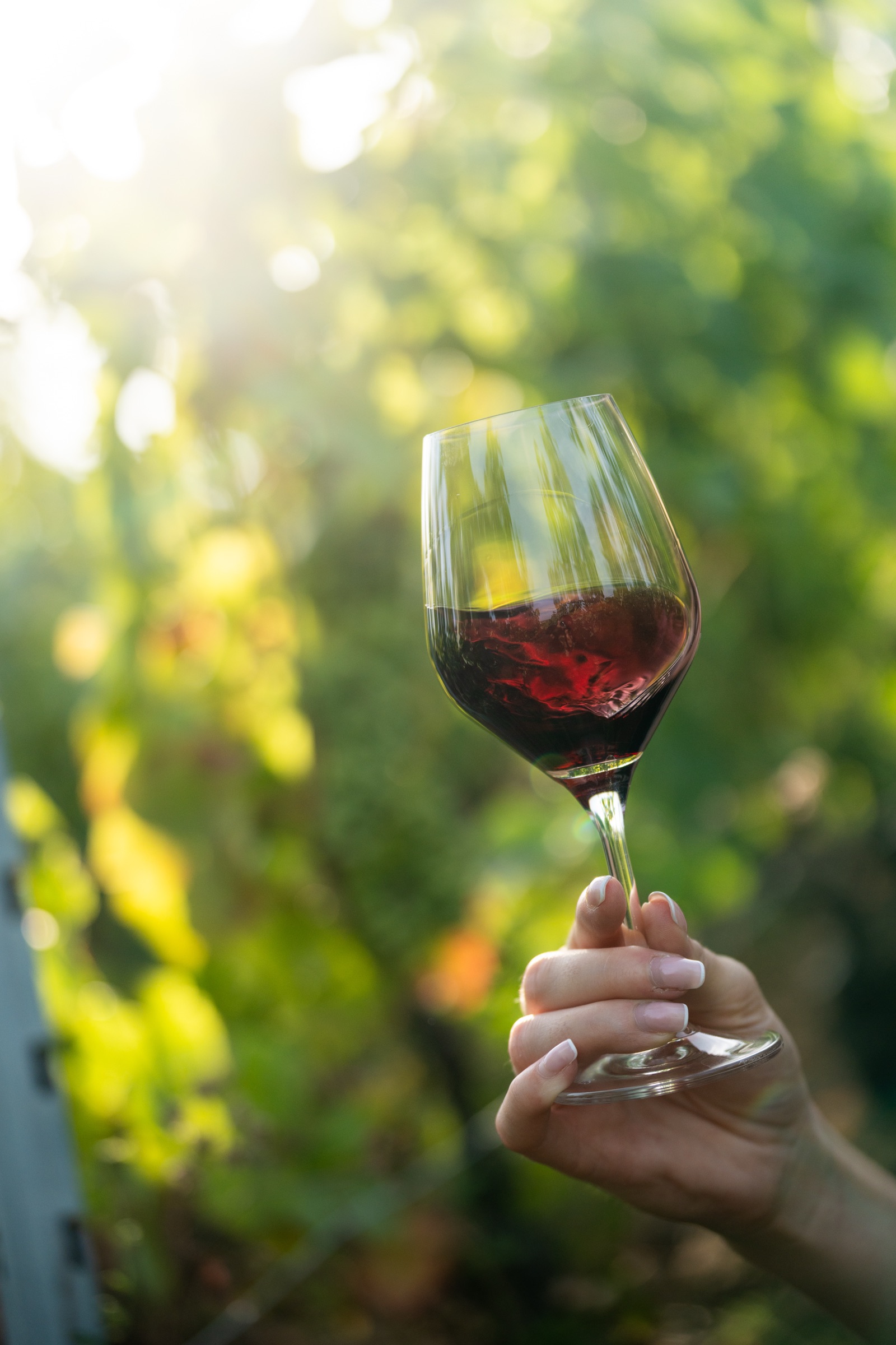 Domaine viticole 5
