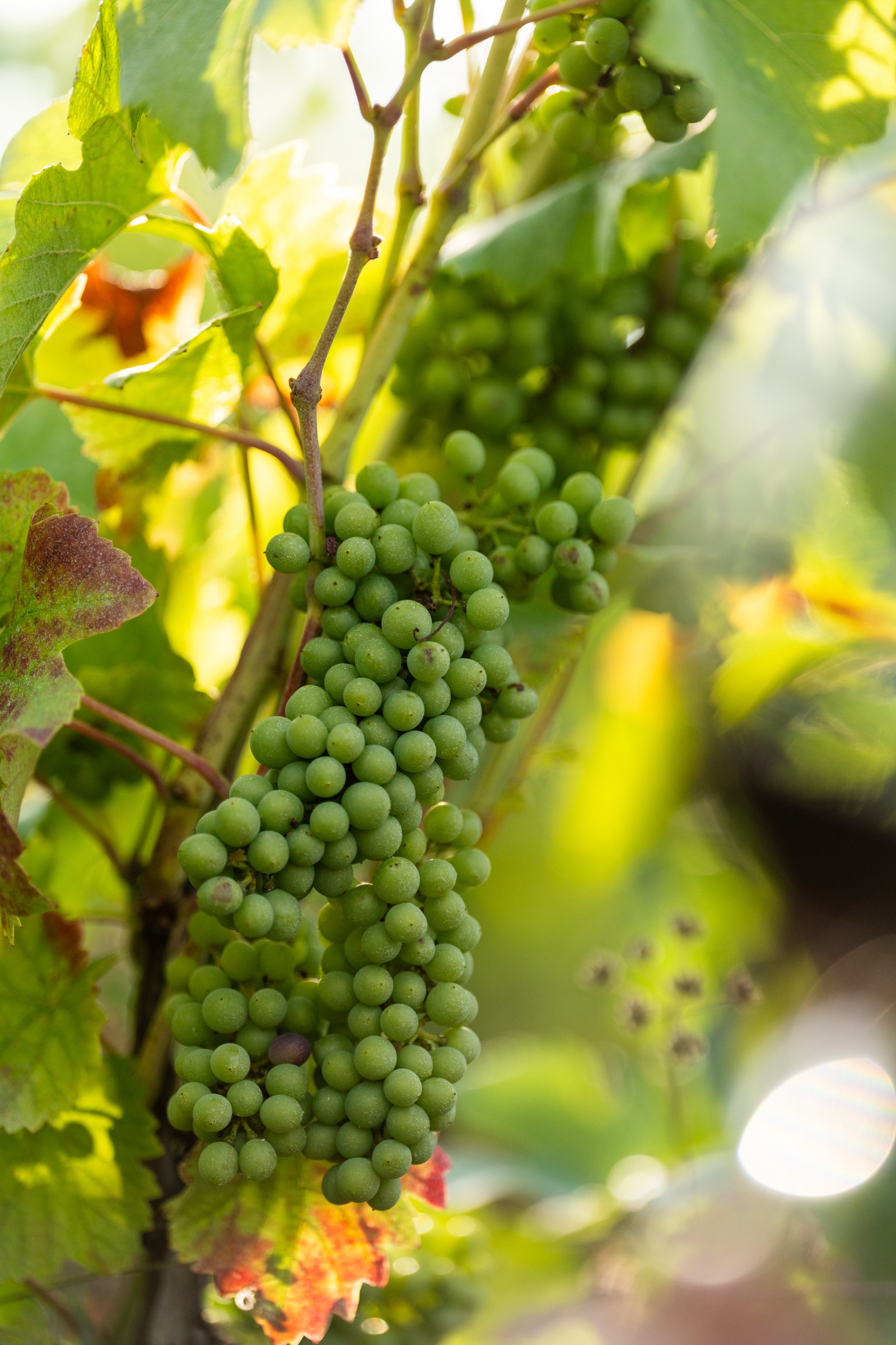 Domaine viticole 6