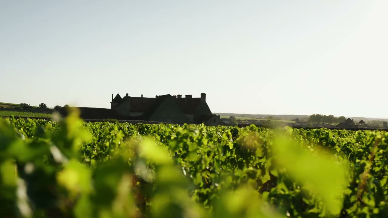 Vidéo domaine viticole en Bourgogne